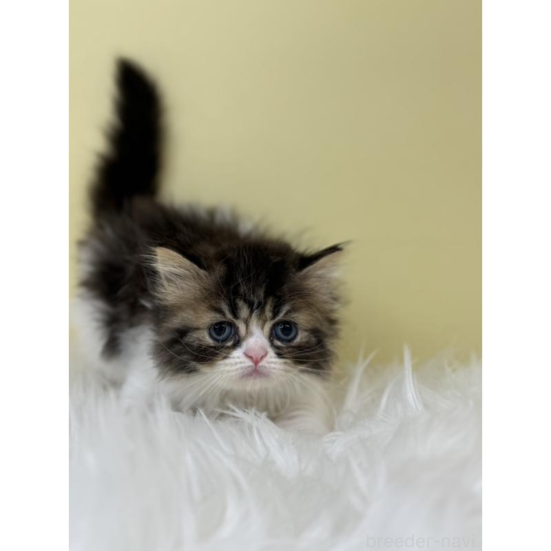 販売中の埼玉県のミヌエット-133111の3枚目