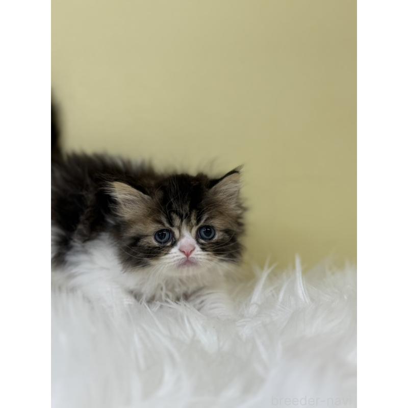 販売中の埼玉県のミヌエット-133111の2枚目