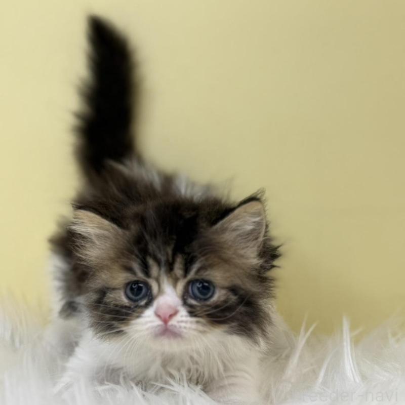 販売中の埼玉県のミヌエット-133111の1枚目