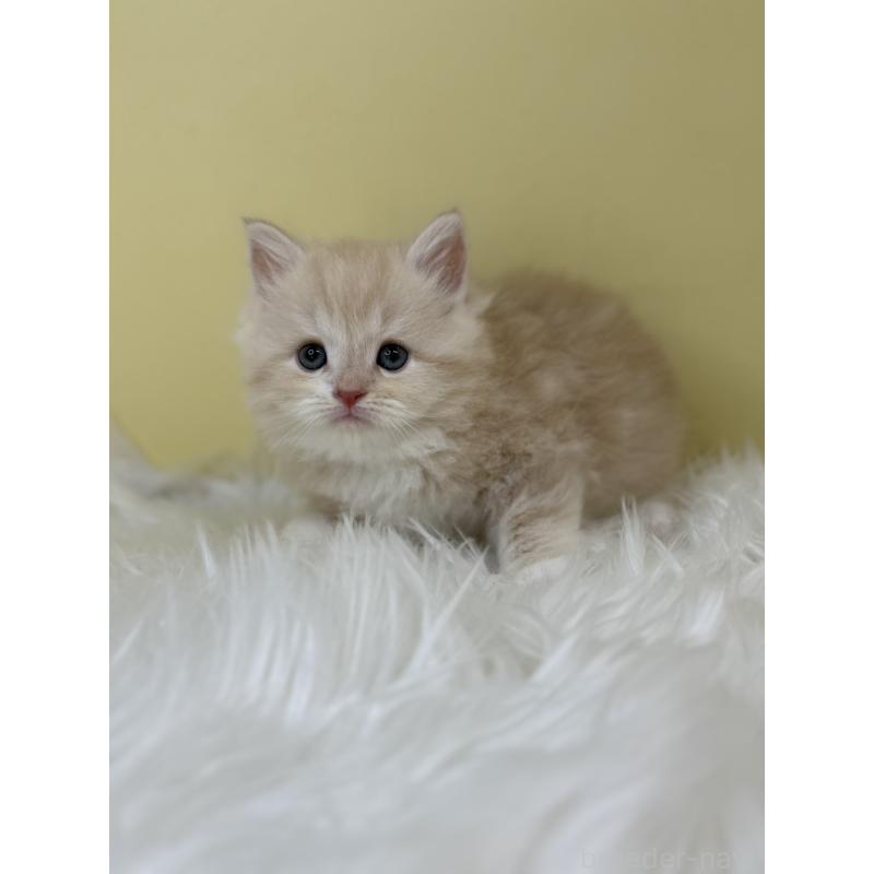 販売中の埼玉県のサイベリアン-133112の4枚目