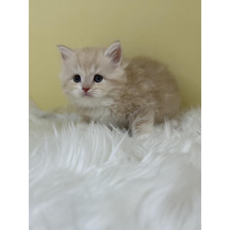 販売中の埼玉県のサイベリアン-133112の3枚目