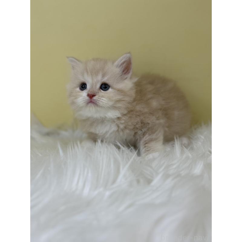 販売中の埼玉県のサイベリアン-133112の2枚目