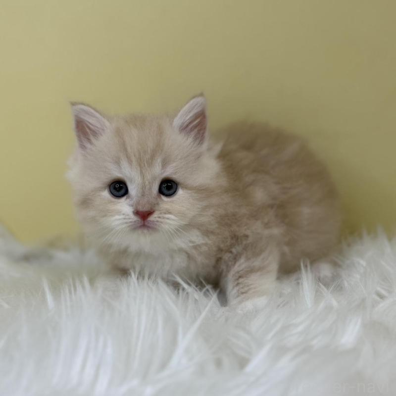 販売中の埼玉県のサイベリアン-133112の1枚目