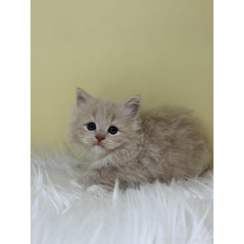 販売中の埼玉県のサイベリアン-133113の4枚目