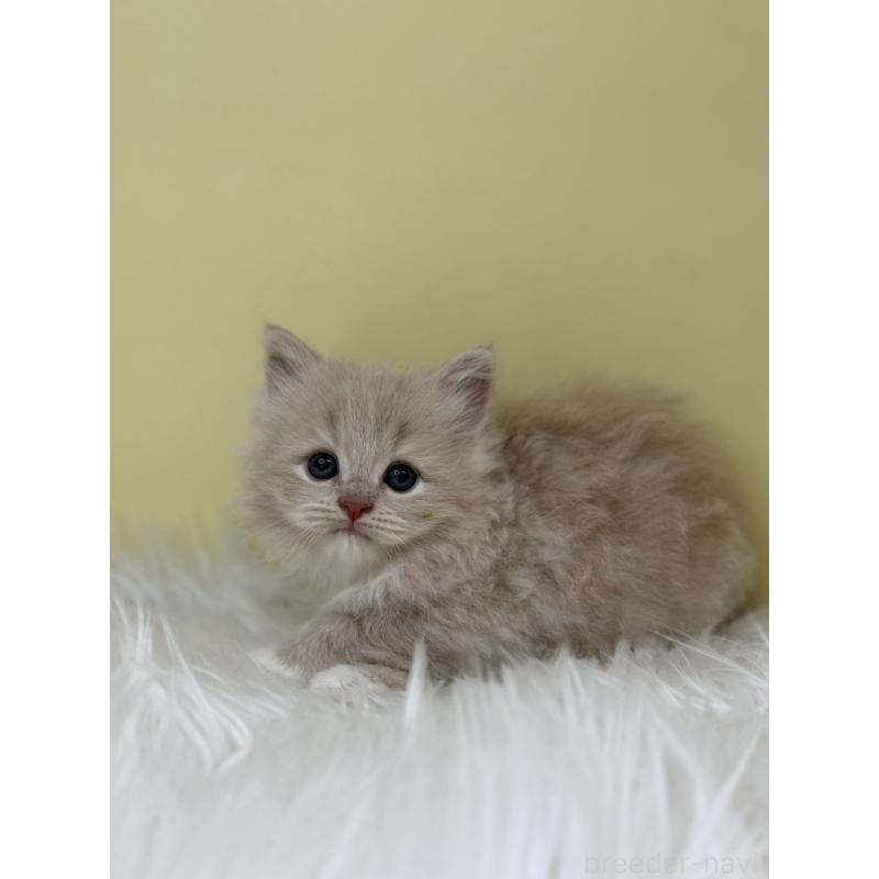 販売中の埼玉県のサイベリアン-133113の3枚目