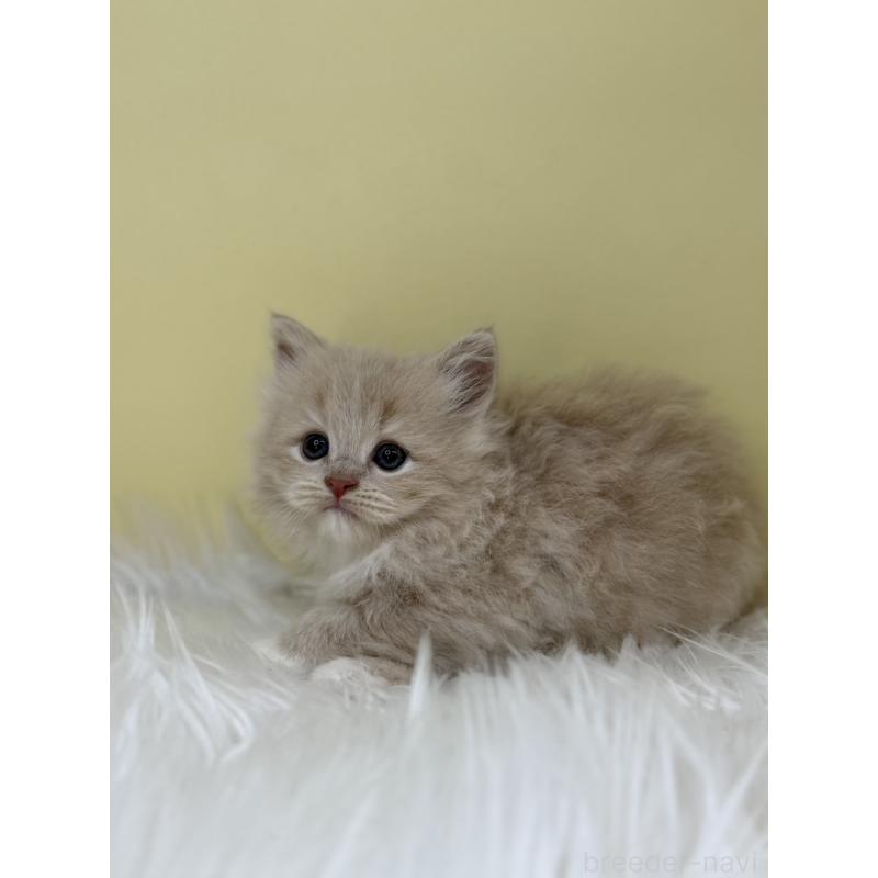 販売中の埼玉県のサイベリアン-133113の2枚目