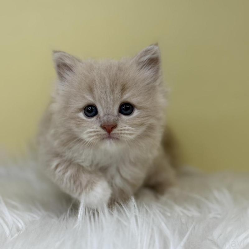 販売中の埼玉県のサイベリアン-133113の1枚目