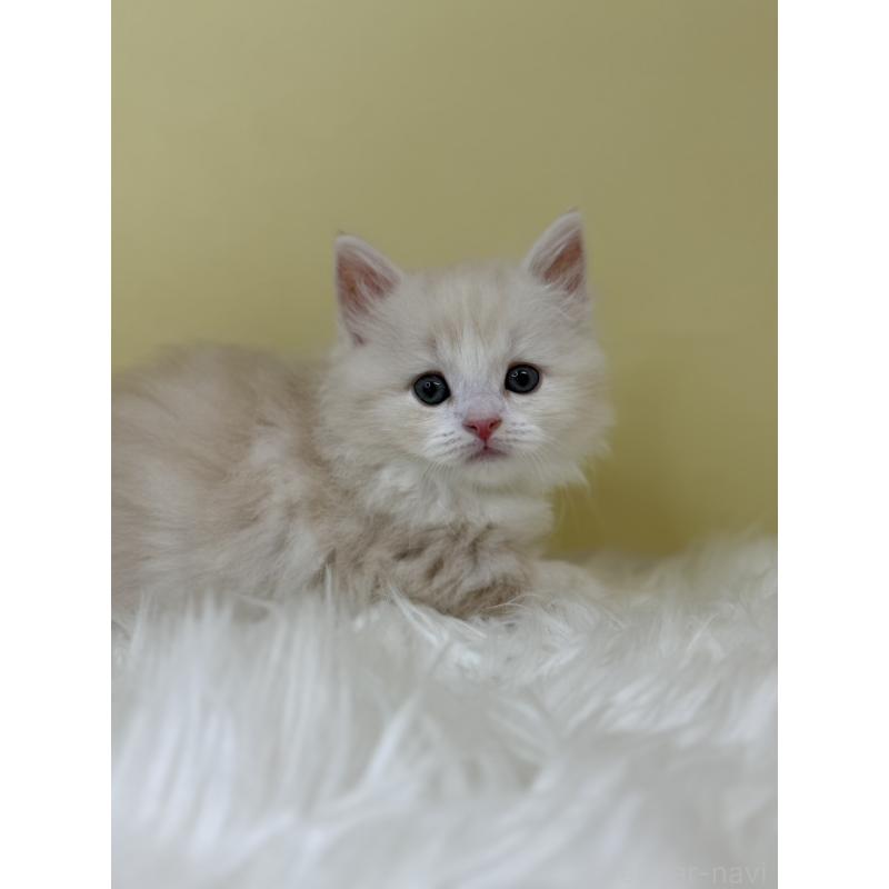 販売中の埼玉県のサイベリアン-133114の2枚目