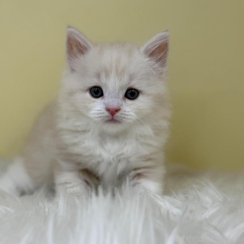 販売中の埼玉県のサイベリアン-133114の1枚目