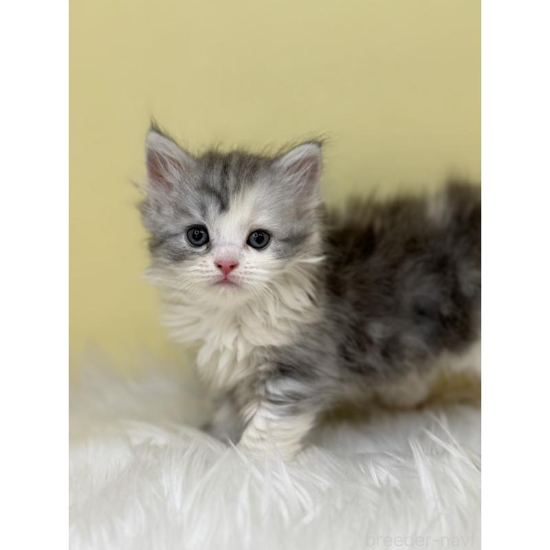 販売中の埼玉県のサイベリアン-133115の4枚目