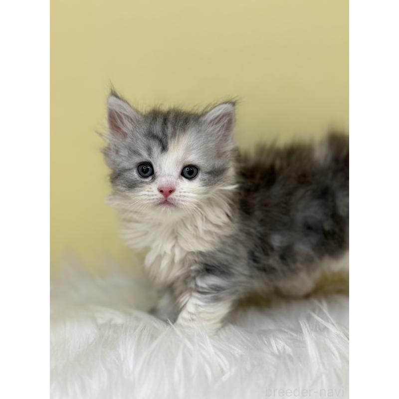 販売中の埼玉県のサイベリアン-133115の3枚目