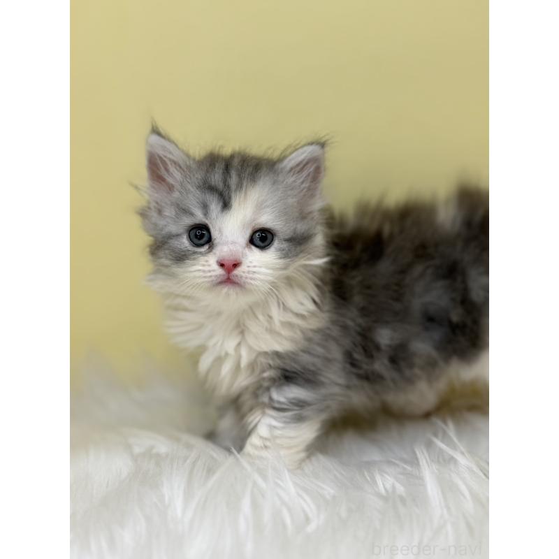 販売中の埼玉県のサイベリアン-133115の2枚目