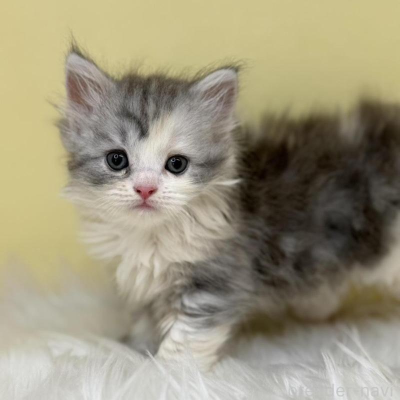 販売中の埼玉県のサイベリアン-133115の1枚目