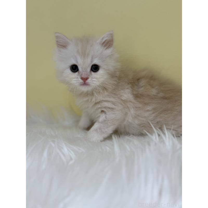 販売中の埼玉県のサイベリアン-133116の4枚目