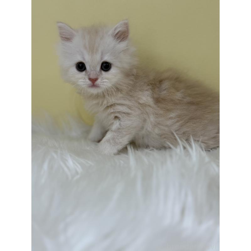 販売中の埼玉県のサイベリアン-133116の3枚目