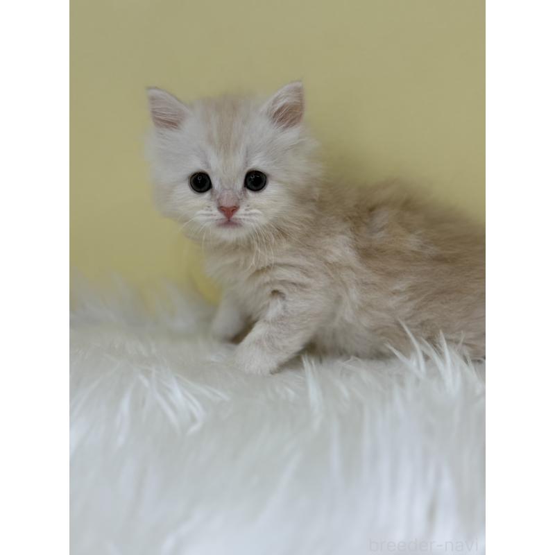 販売中の埼玉県のサイベリアン-133116の2枚目