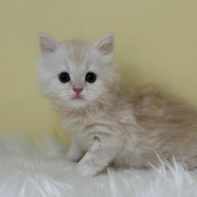 販売中の埼玉県のサイベリアン-133116の1枚目