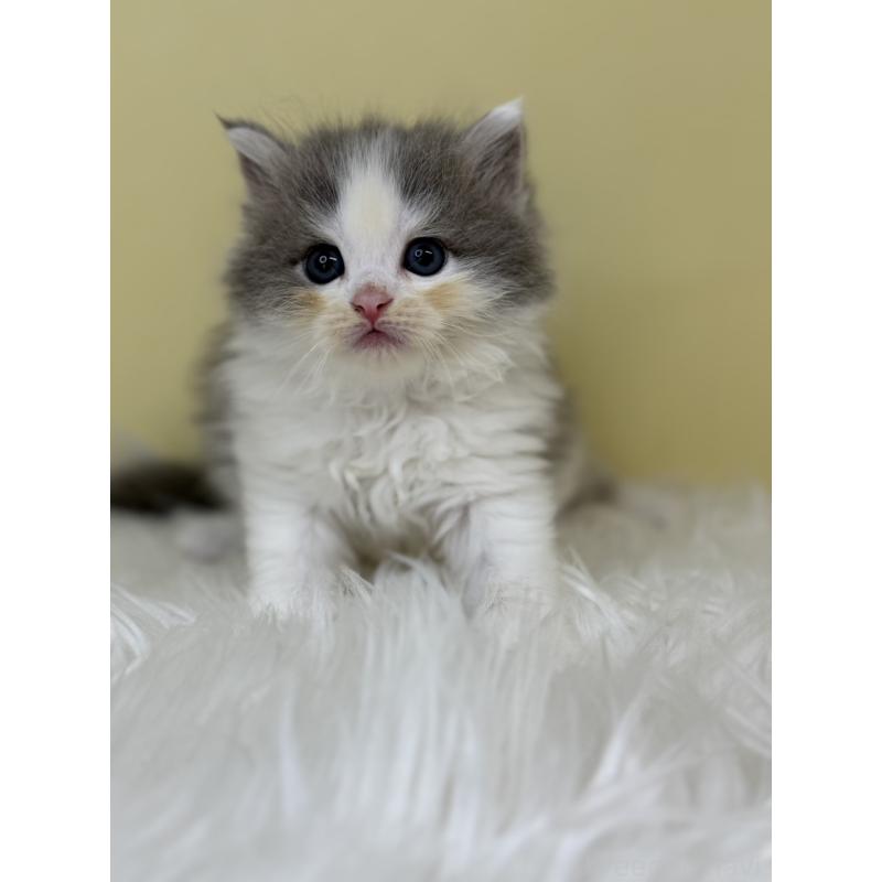 販売中の埼玉県のサイベリアン-133117の4枚目