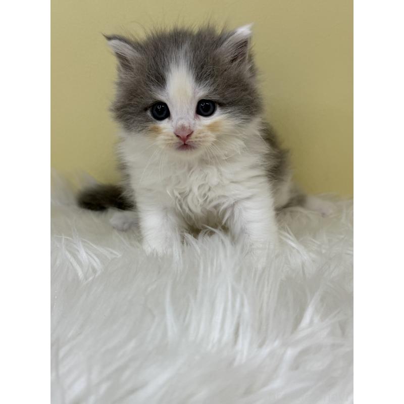 販売中の埼玉県のサイベリアン-133117の3枚目