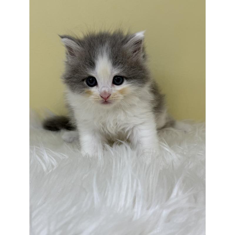 販売中の埼玉県のサイベリアン-133117の2枚目