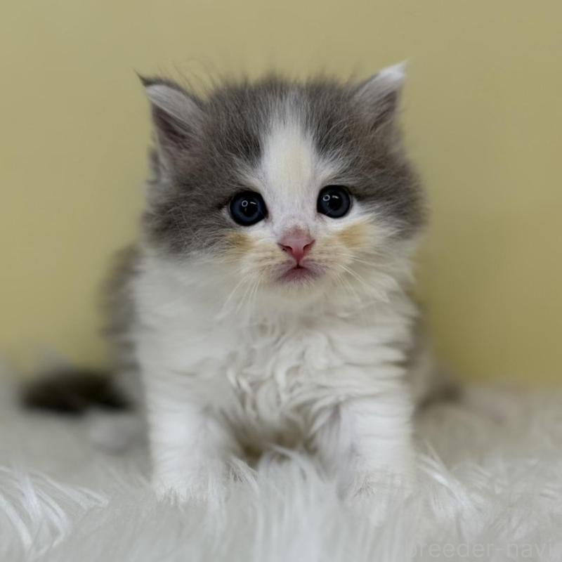 販売中の埼玉県のサイベリアン-133117の1枚目