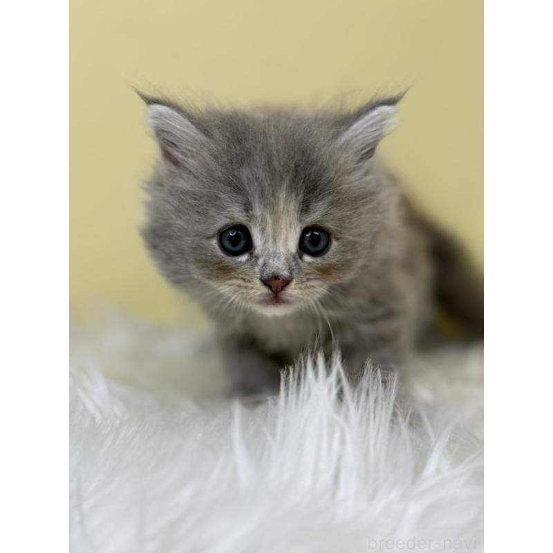 販売中の埼玉県のサイベリアン-133118の4枚目