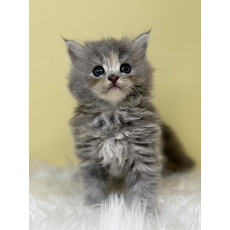 販売中の埼玉県のサイベリアン-133118の3枚目