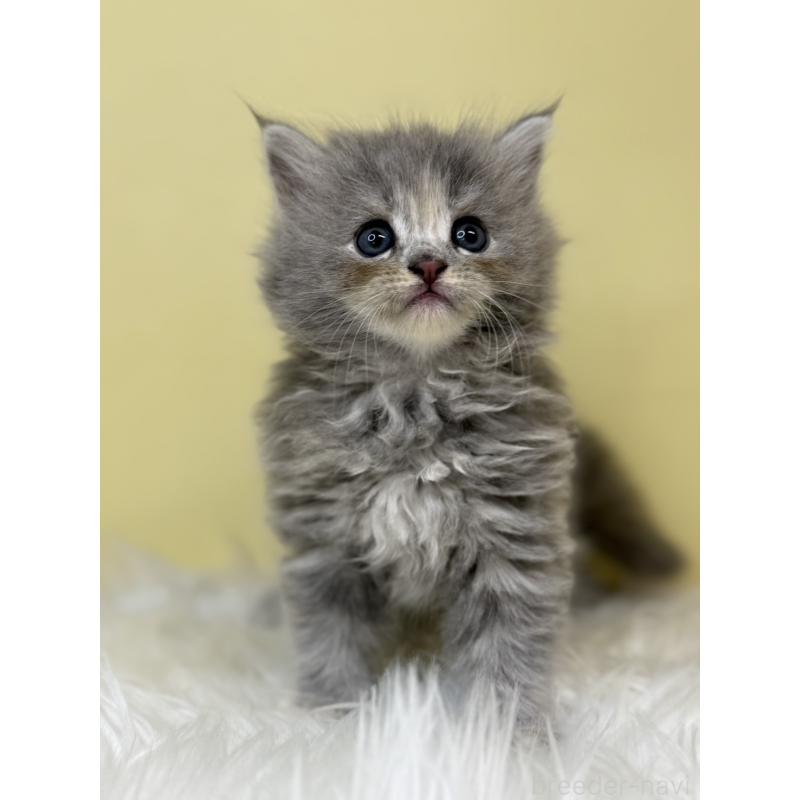 販売中の埼玉県のサイベリアン-133118の2枚目