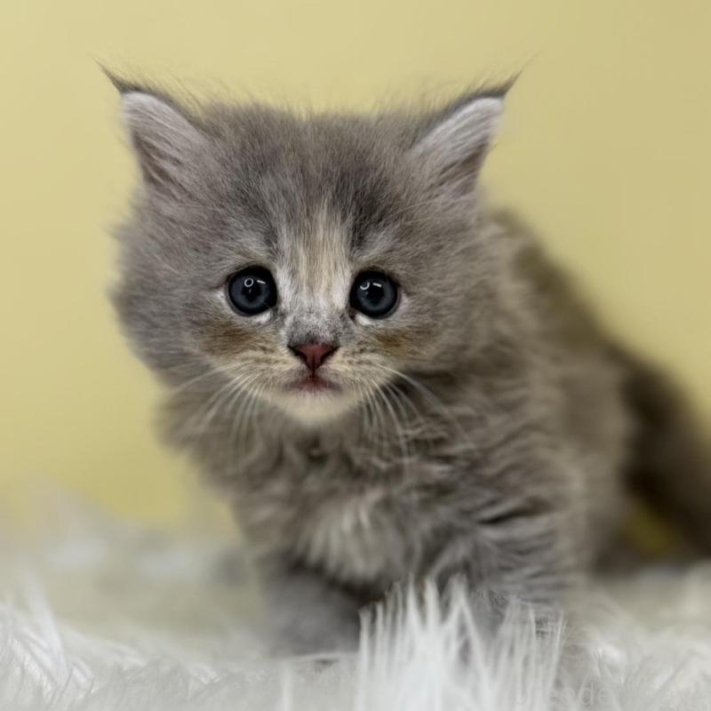 販売中の埼玉県のサイベリアン-133118の1枚目