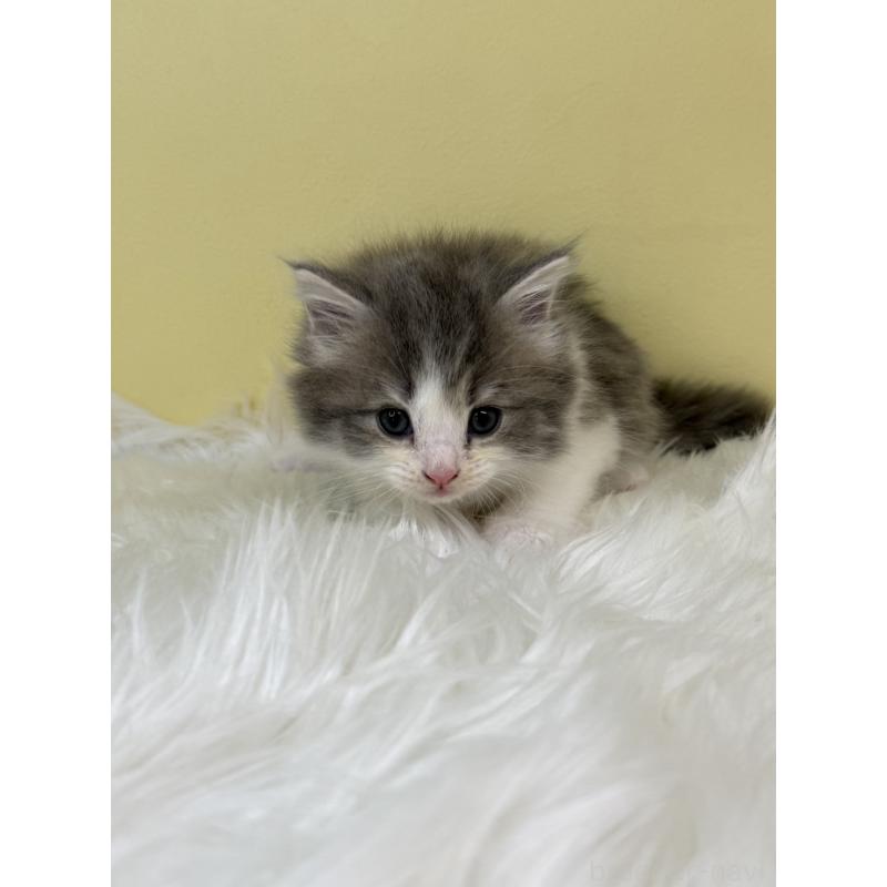 販売中の埼玉県のサイベリアン-133119の4枚目