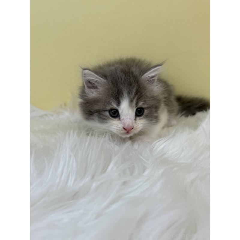 販売中の埼玉県のサイベリアン-133119の3枚目