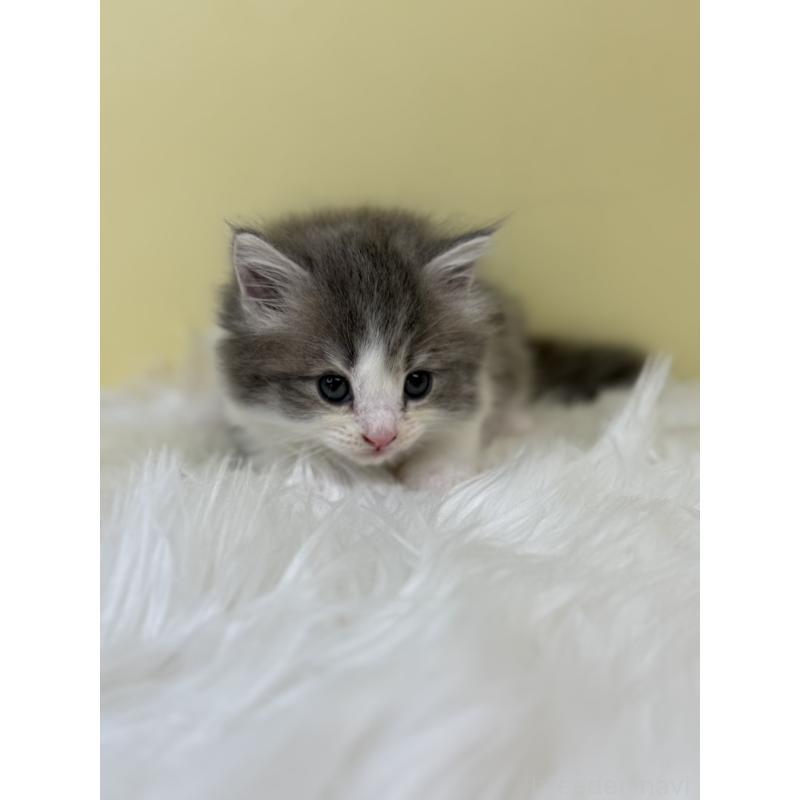 販売中の埼玉県のサイベリアン-133119の2枚目