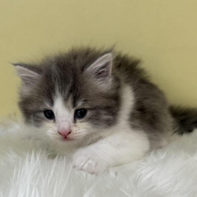 販売中の埼玉県のサイベリアン-133119の1枚目