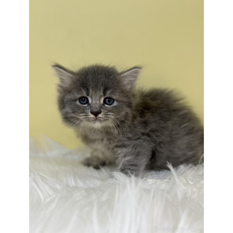 販売中の埼玉県のサイベリアン-133120の3枚目