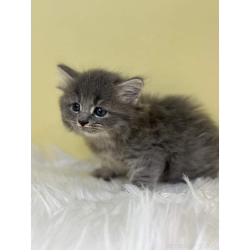 販売中の埼玉県のサイベリアン-133120の2枚目