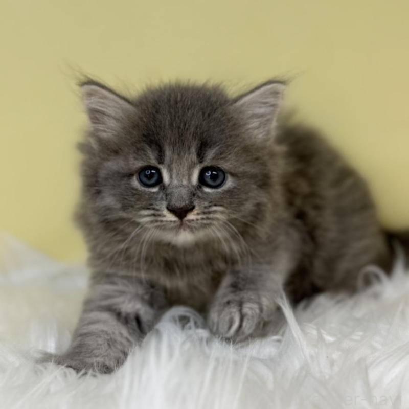 販売中の埼玉県のサイベリアン-133120