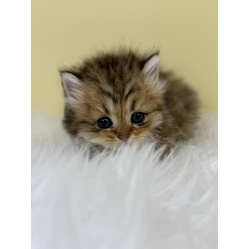 販売中の埼玉県のラガマフィン-133121の4枚目