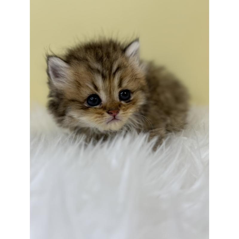 販売中の埼玉県のラガマフィン-133121の3枚目