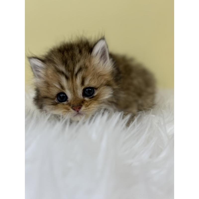 販売中の埼玉県のラガマフィン-133121の2枚目