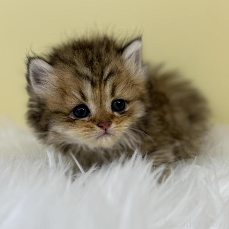 販売中の埼玉県のラガマフィン-133121