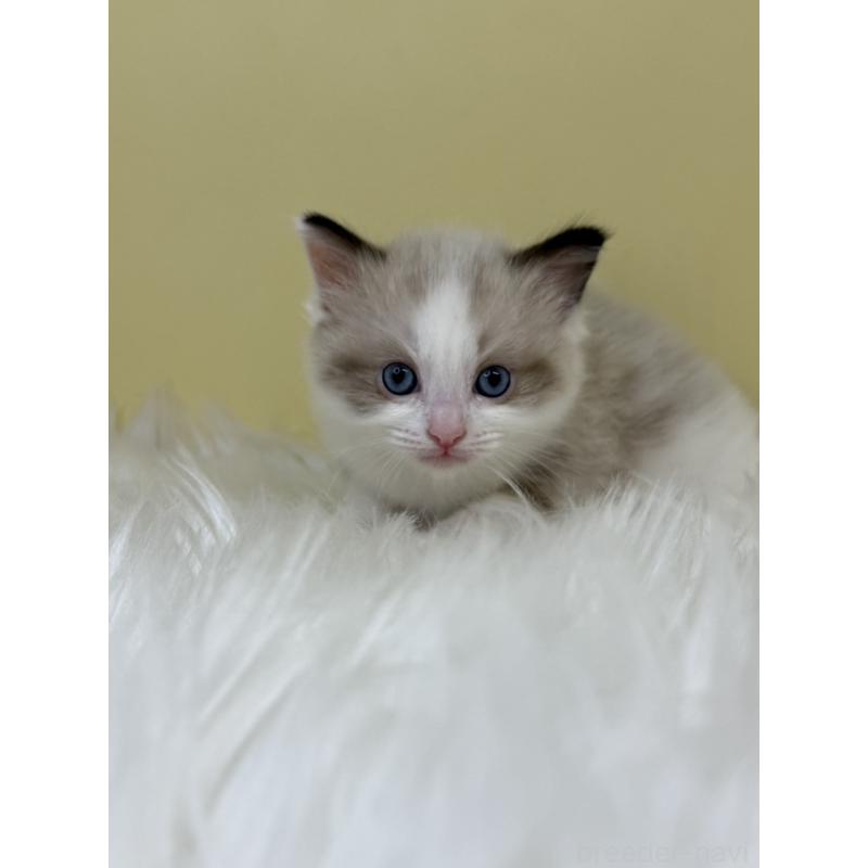 販売中の埼玉県のラグドール-133122の4枚目