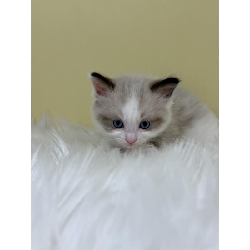 販売中の埼玉県のラグドール-133122の3枚目