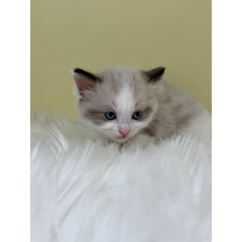 販売中の埼玉県のラグドール-133122の2枚目