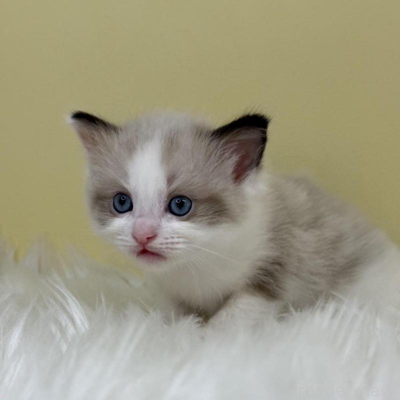 販売中の埼玉県のラグドール-133122の1枚目