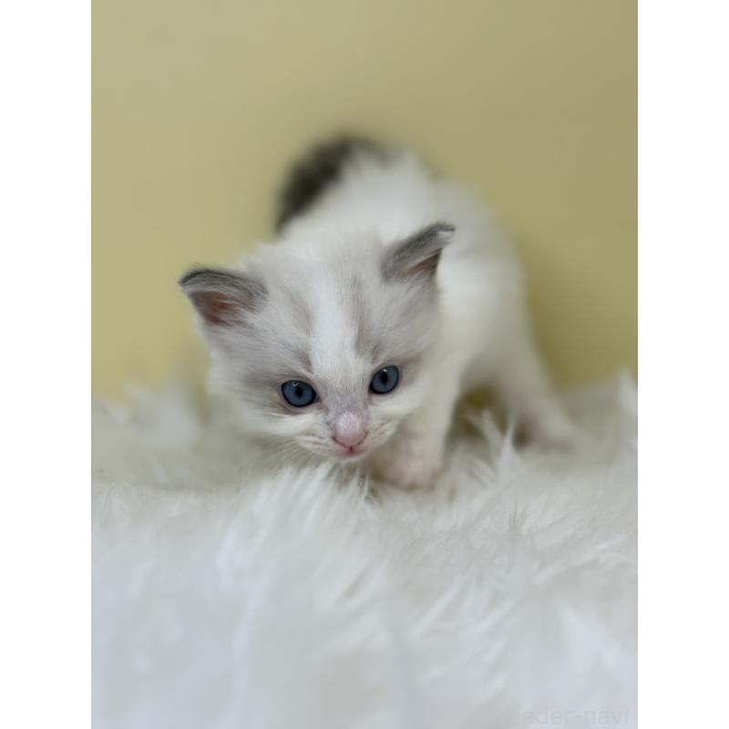 販売中の埼玉県のラグドール-133123の4枚目