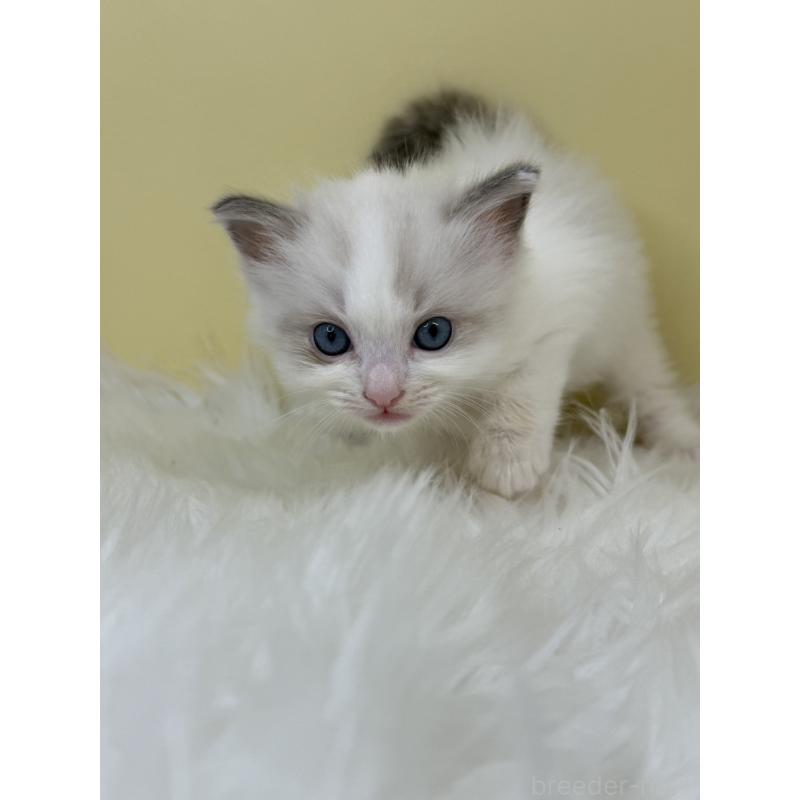 販売中の埼玉県のラグドール-133123の3枚目