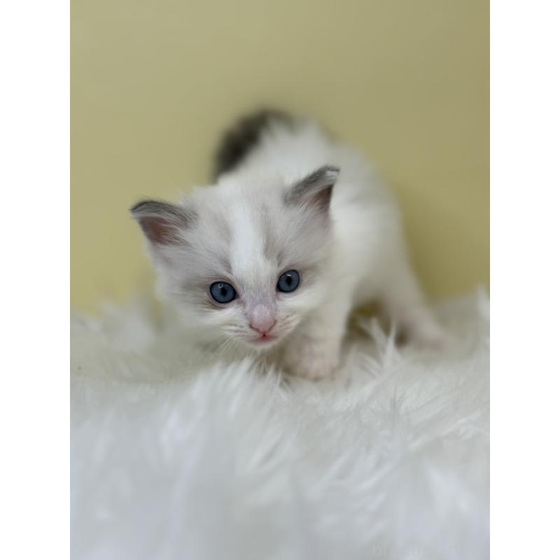 販売中の埼玉県のラグドール-133123の2枚目