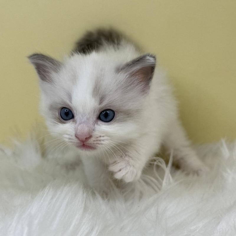 販売中の埼玉県のラグドール-133123