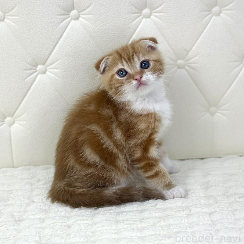 販売中の鹿児島県のスコティッシュフォールド(折れ耳)-133191の8枚目