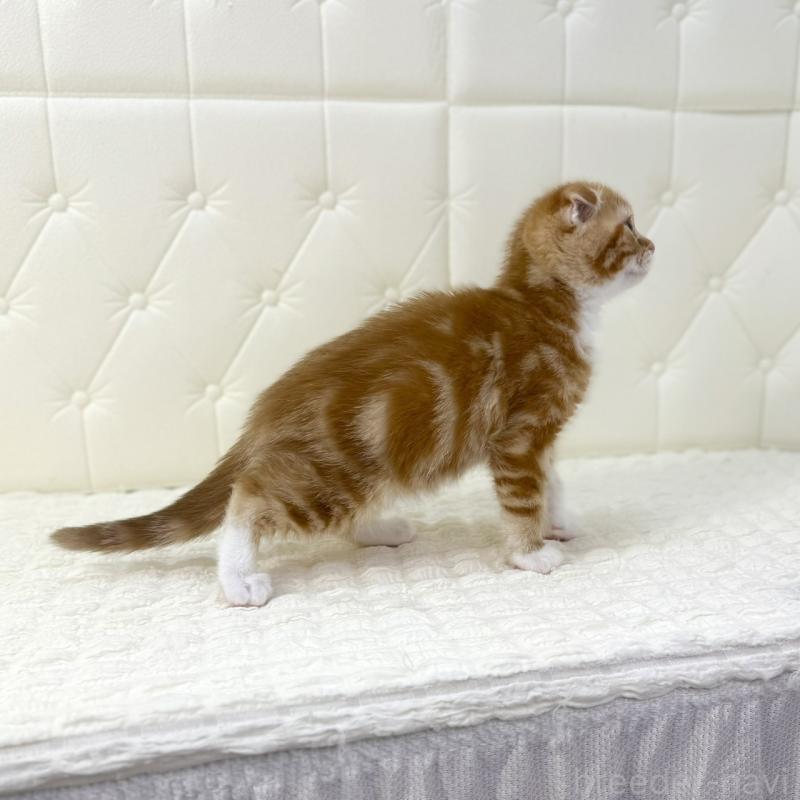 販売中の鹿児島県のスコティッシュフォールド(折れ耳)-133191の7枚目